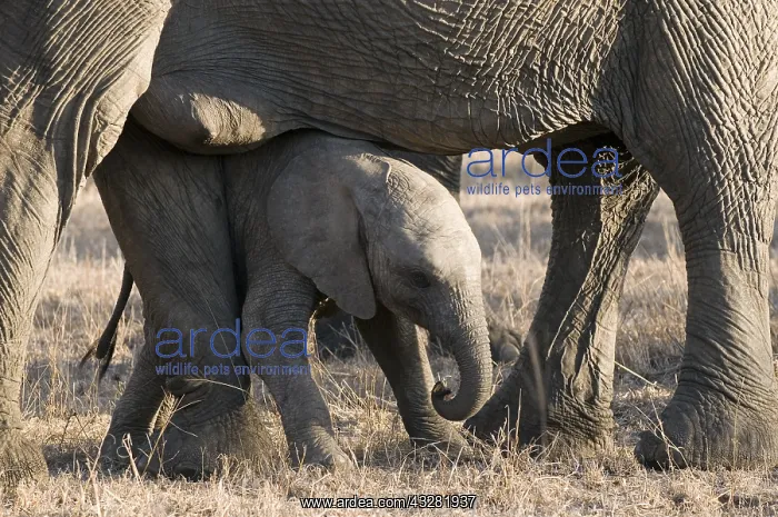 : Afikaanse olifant : Afikaanse olifant