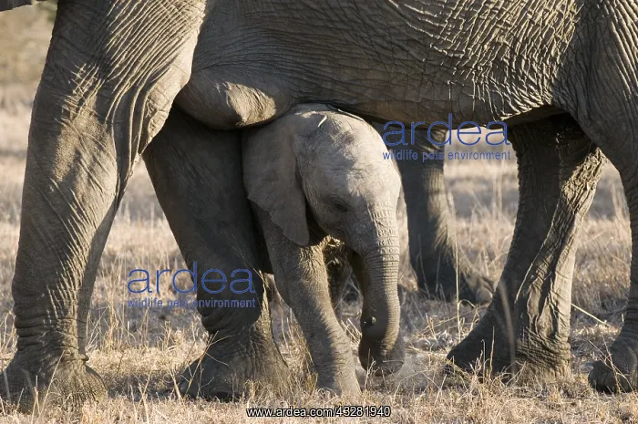 : Afikaanse olifant : Afikaanse olifant