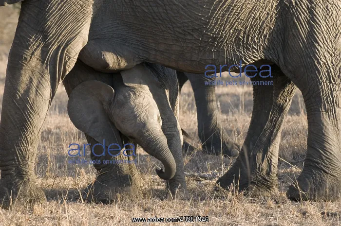 : Afikaanse olifant : Afikaanse olifant