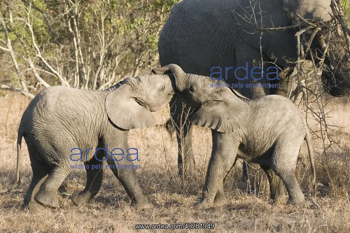 : Afikaanse olifant : Afikaanse olifant