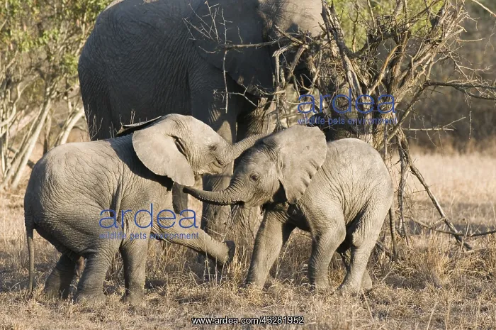 : Afikaanse olifant : Afikaanse olifant