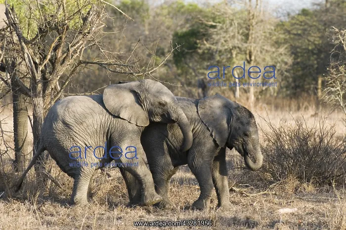 : Afikaanse olifant : Afikaanse olifant
