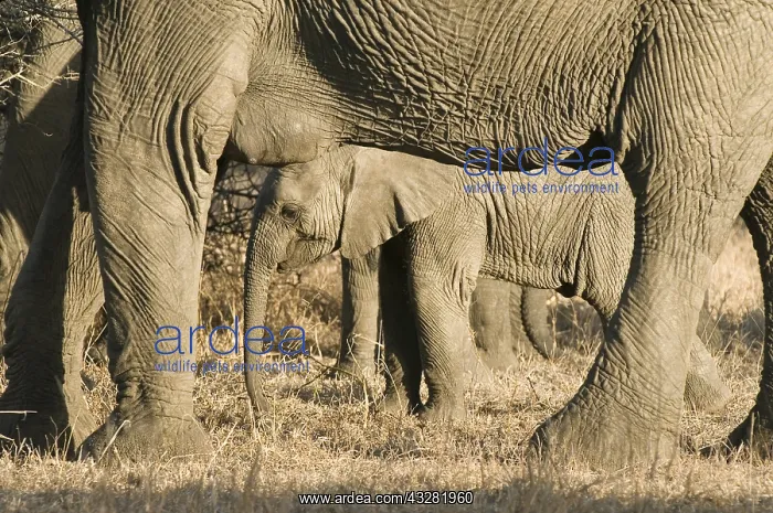 : Afikaanse olifant : Afikaanse olifant