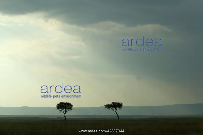 : AFRIC - Savannah : AFRIC - Savannah
