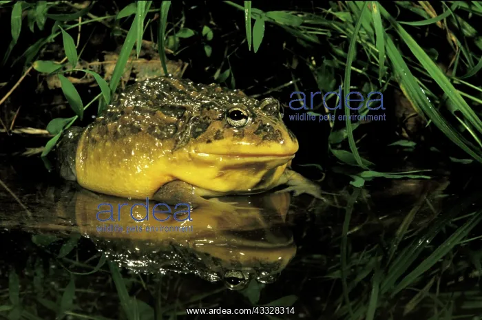 : Africa. African Bullfrog (Pyxicephalus adspersus) : Africa. African Bullfrog (Pyxicephalus adspersus)
