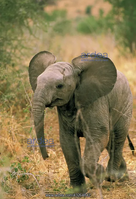 : Africa. African elephant, loxodonta africana : Africa. African elephant, loxodonta africana