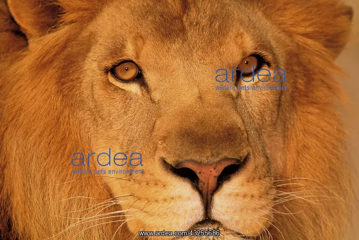 : Africa. African male lion, or panthera leo : Africa. African male lion, or panthera leo