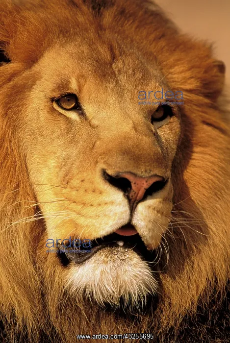 : Africa. African male lion, or panthera leo : Africa. African male lion, or panthera leo