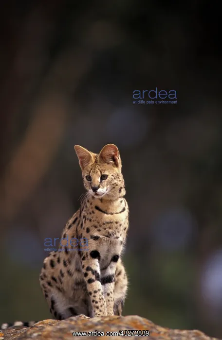 : Africa, African Savannah. Serval (Felis : Africa, African Savannah. Serval (Felis