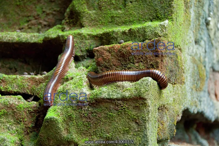 : Africa, Benin, Ouidah. Sacred Forest of : Africa, Benin, Ouidah. Sacred Forest of