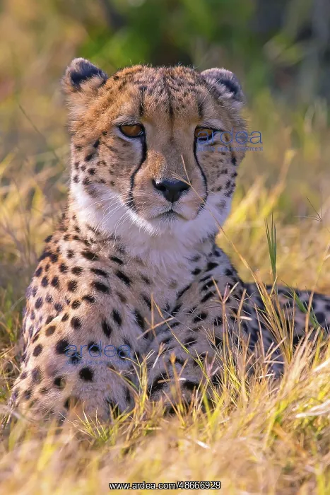 : Africa, Botswana, cheetah, Acinonyx jubatus, Botswana : Africa, Botswana, cheetah, Acinonyx jubatus, Botswana