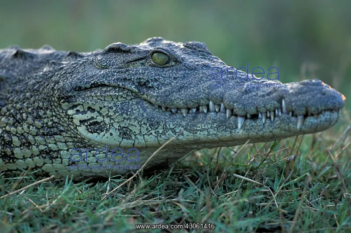 : Africa, Botswana, Chobe National, Nile Crocodile : Africa, Botswana, Chobe National, Nile Crocodile
