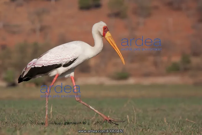  : Africa, Botswana, Chobe National Park. Saddle-billed
