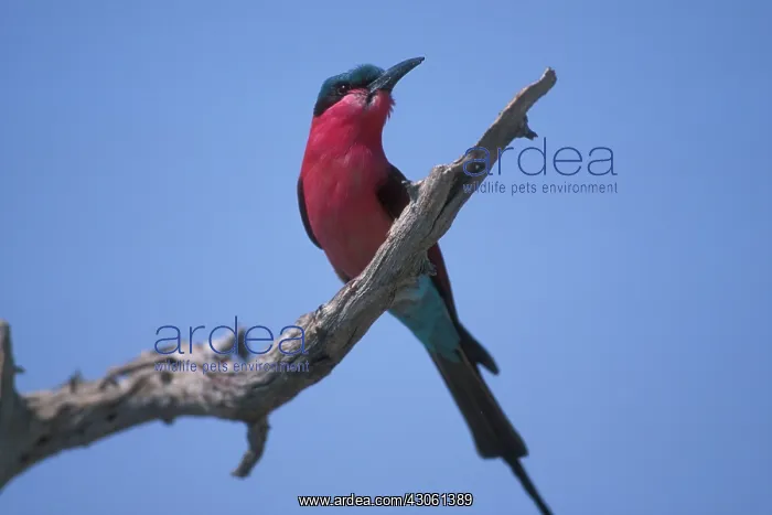  : Africa, Botswana, Chobe National Park, White-fronted