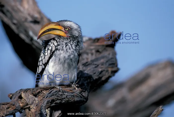 : Africa, Botswana, Chobe National Park, Yellow-billed : Africa, Botswana, Chobe National Park, Yellow-billed