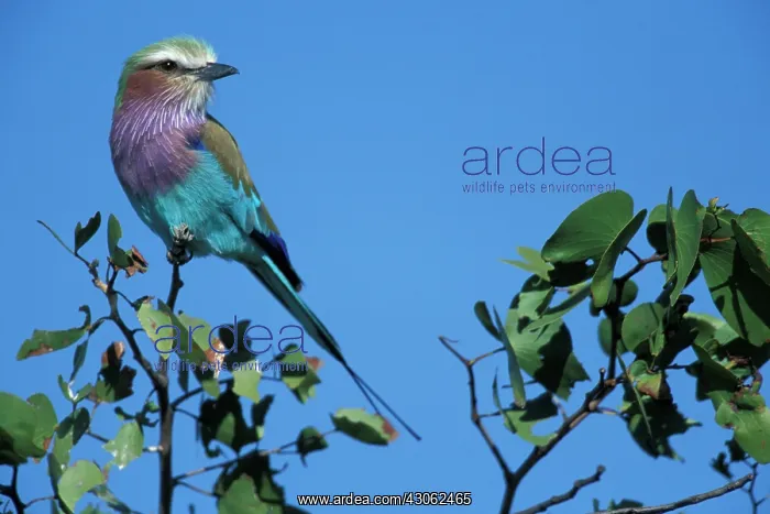 : Africa, Botswana, Chobe National Park, Lilac-Breasted : Africa, Botswana, Chobe National Park, Lilac-Breasted