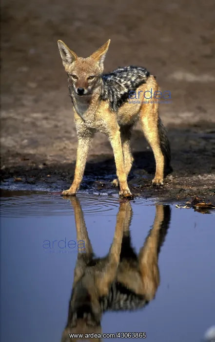 : Africa, Botswana, Chobe National Park, Black : Africa, Botswana, Chobe National Park, Black