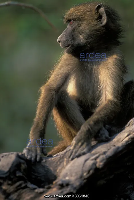 : Africa, Botswana, Chobe National Park, Chacma : Africa, Botswana, Chobe National Park, Chacma