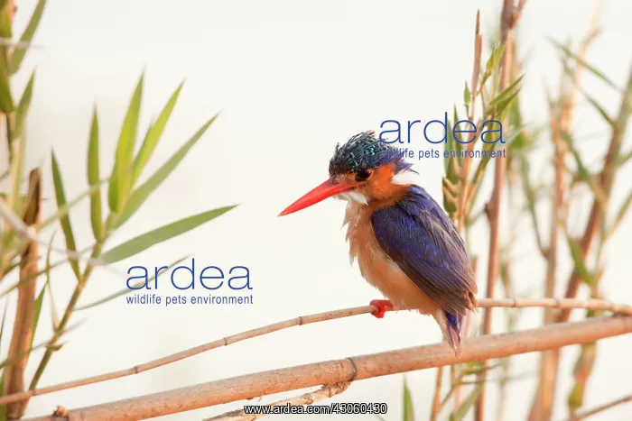 : Africa, Botswana, Chobe National Park. Close-up : Africa, Botswana, Chobe National Park. Close-up