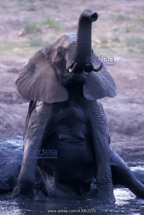: Africa, Botswana, Chobe National Park, Elephant : Africa, Botswana, Chobe National Park, Elephant