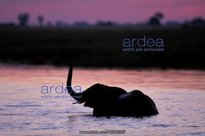: Africa; Botswana; Chobe National Park; Elephant : Africa; Botswana; Chobe National Park; Elephant