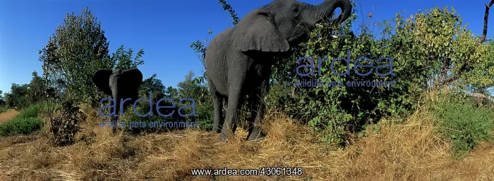 : Africa, Botswana, Chobe National Park, Elephants : Africa, Botswana, Chobe National Park, Elephants