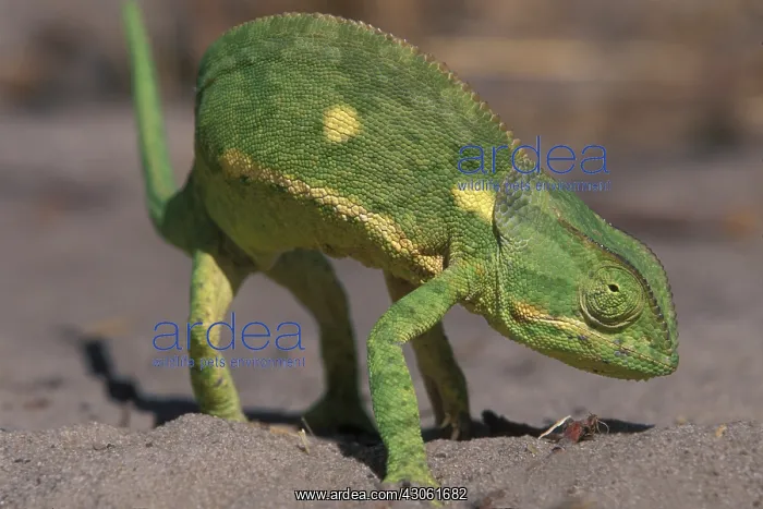 : Africa, Botswana, Chobe National Park, Flap-necked : Africa, Botswana, Chobe National Park, Flap-necked