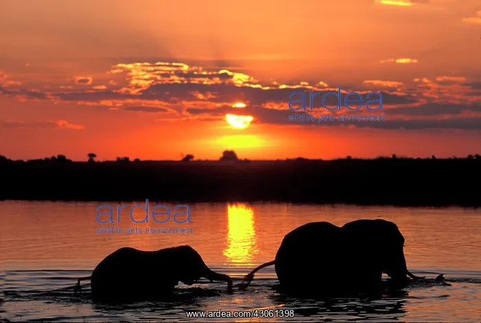 : Africa, Botswana, Chobe National Park, Herd : Africa, Botswana, Chobe National Park, Herd