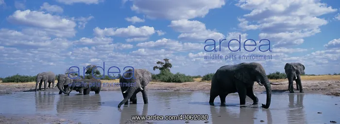 : Africa, Botswana, Chobe National Park, Herd : Africa, Botswana, Chobe National Park, Herd