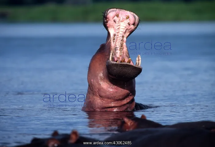 : Africa. Botswana. Chobe National Park. Hippo : Africa. Botswana. Chobe National Park. Hippo