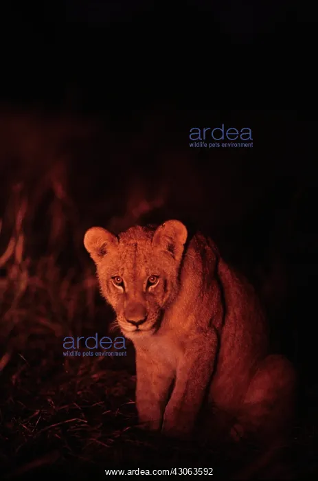  : Africa, Botswana, Chobe National Park, Lion