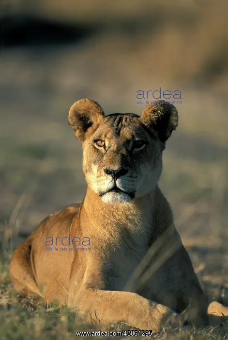 : Africa, Botswana, Chobe National park, Lioness : Africa, Botswana, Chobe National park, Lioness