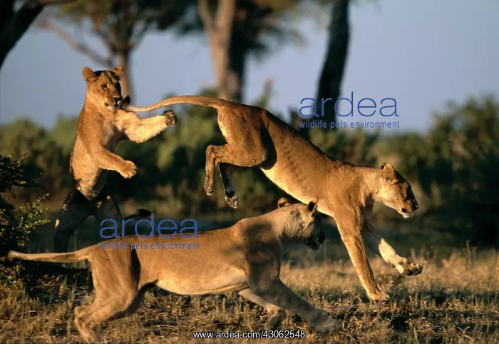 : Africa, Botswana, Chobe National Park, Lionesses : Africa, Botswana, Chobe National Park, Lionesses