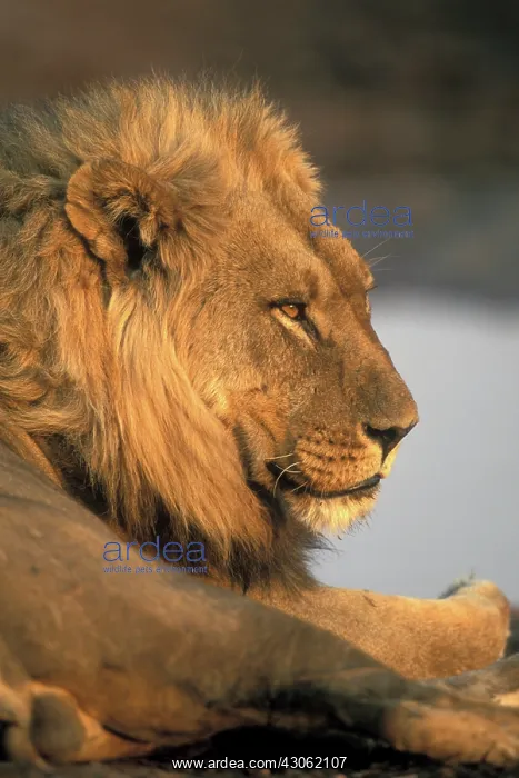 : Africa, Botswana, Chobe National Park, Male : Africa, Botswana, Chobe National Park, Male