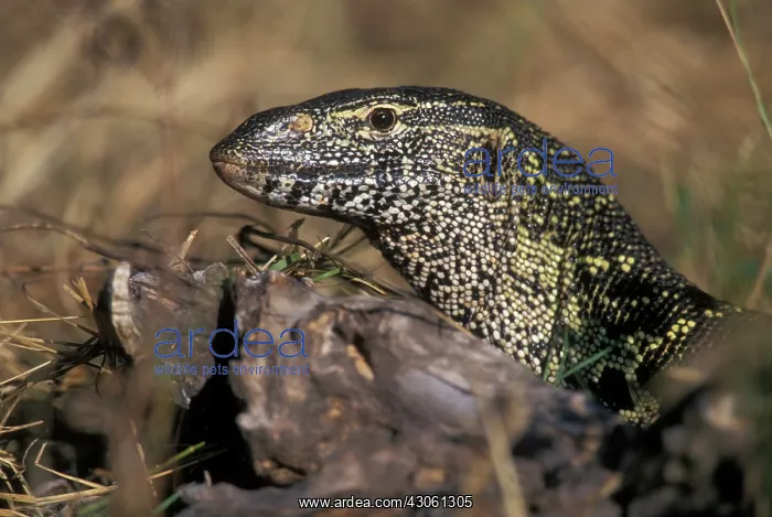 : Africa, Botswana, Chobe National Park, Nile : Africa, Botswana, Chobe National Park, Nile
