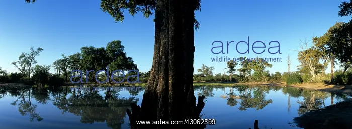 : Africa, Botswana, Chobe National Park, Rising : Africa, Botswana, Chobe National Park, Rising