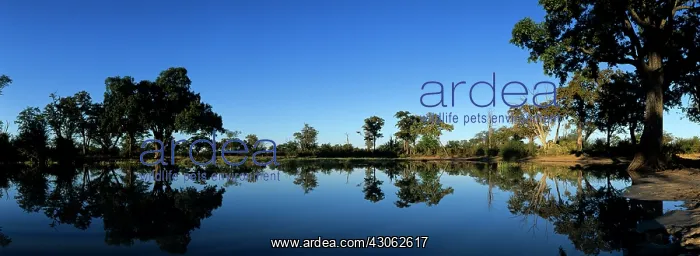 : Africa, Botswana, Chobe National Park, Rising : Africa, Botswana, Chobe National Park, Rising