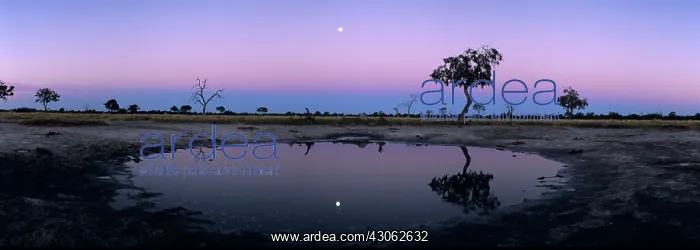 : Africa, Botswana, Chobe National Park, Rising : Africa, Botswana, Chobe National Park, Rising