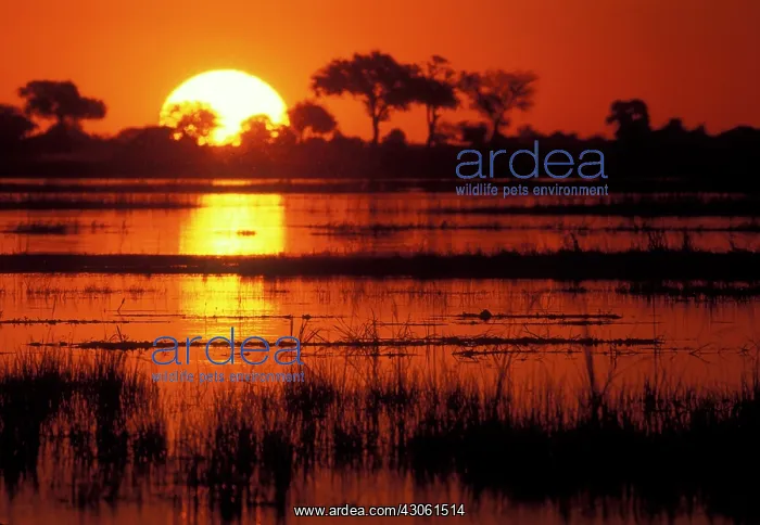 : Africa, Botswana, Chobe National Park, Setting : Africa, Botswana, Chobe National Park, Setting