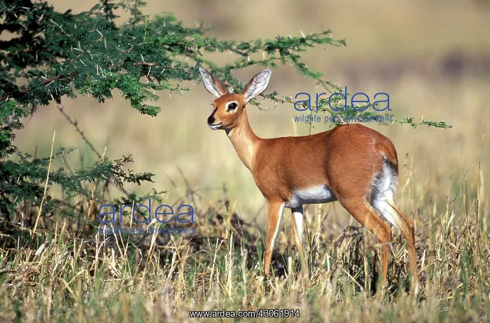 : Africa, Botswana, Chobe National Park, Steenbok : Africa, Botswana, Chobe National Park, Steenbok