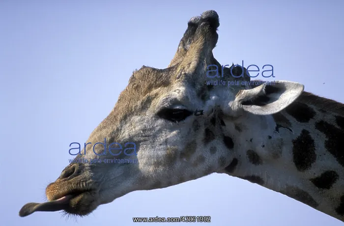 : Africa, Botswana, Chobe National Park, Tight : Africa, Botswana, Chobe National Park, Tight