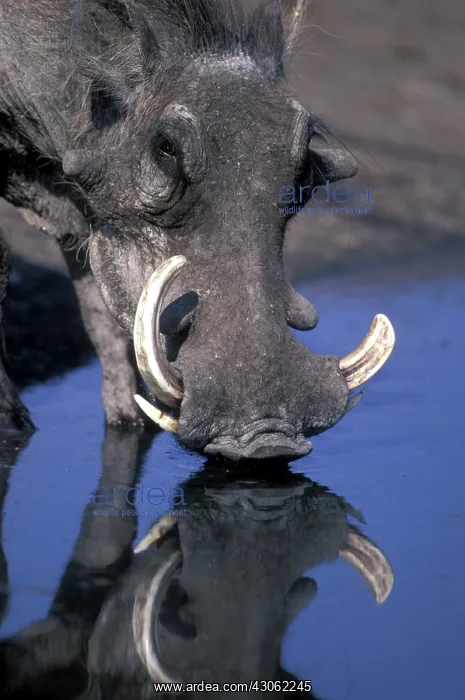 : Africa, Botswana, Chobe National Park, Warthog