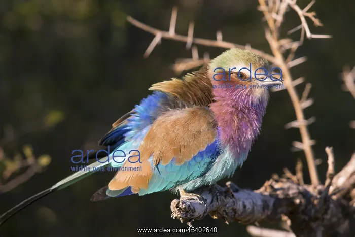 : Africa, Botswana, Fork-tailed Roller, Coracias caudatus : Africa, Botswana, Fork-tailed Roller, Coracias caudatus