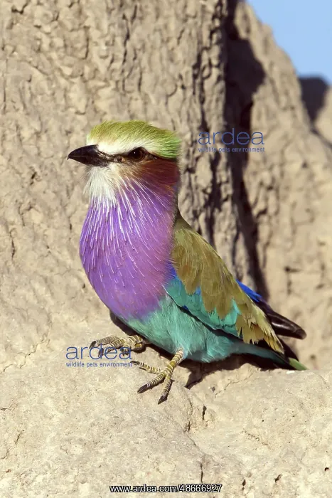 : Africa, Botswana, Fork-tailed Roller, Coracias caudatus : Africa, Botswana, Fork-tailed Roller, Coracias caudatus