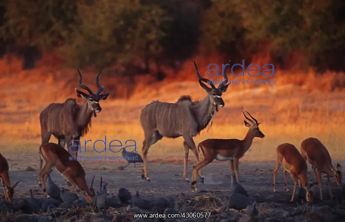 : Africa, Botswana. Two greater kudus (Tragelaphus : Africa, Botswana. Two greater kudus (Tragelaphus