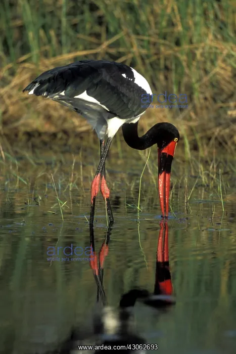 : Africa, Botswana, Moremi Game Reserve, Saddle-Billed : Africa, Botswana, Moremi Game Reserve, Saddle-Billed