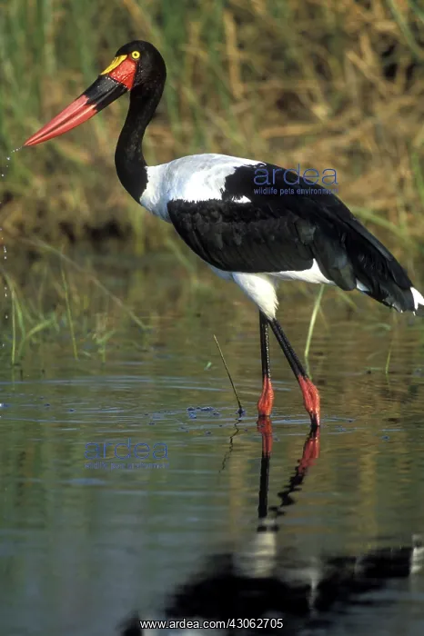 : Africa, Botswana, Moremi Game Reserve, Saddle-Billed : Africa, Botswana, Moremi Game Reserve, Saddle-Billed
