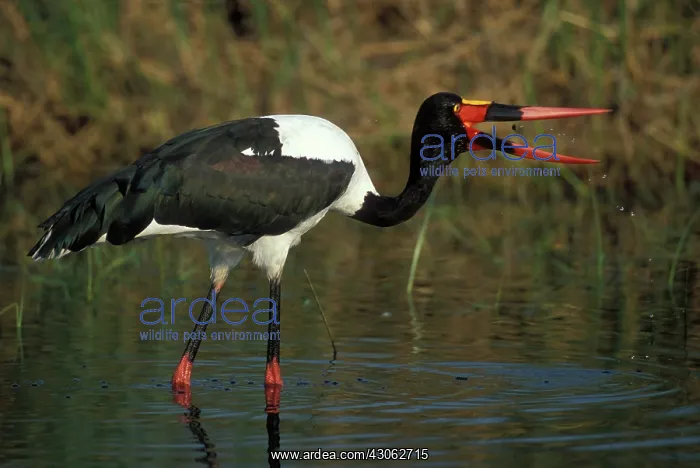 : Africa, Botswana, Moremi Game Reserve, Saddle-Billed : Africa, Botswana, Moremi Game Reserve, Saddle-Billed