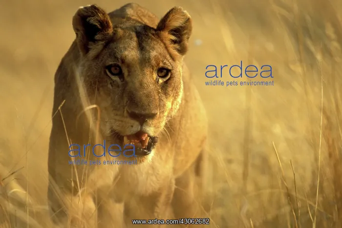 : Africa, Botswana, Moremi Game Reserve, Lioness : Africa, Botswana, Moremi Game Reserve, Lioness