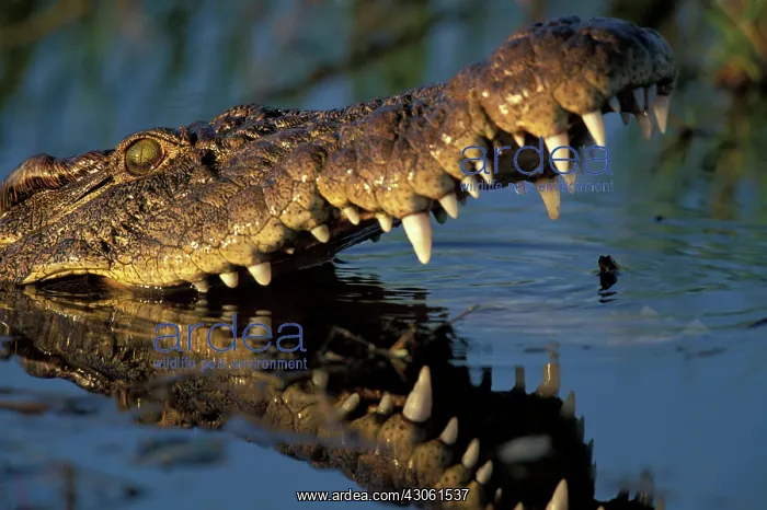  : Africa, Botswana, Moremi Game Reserve, Nile